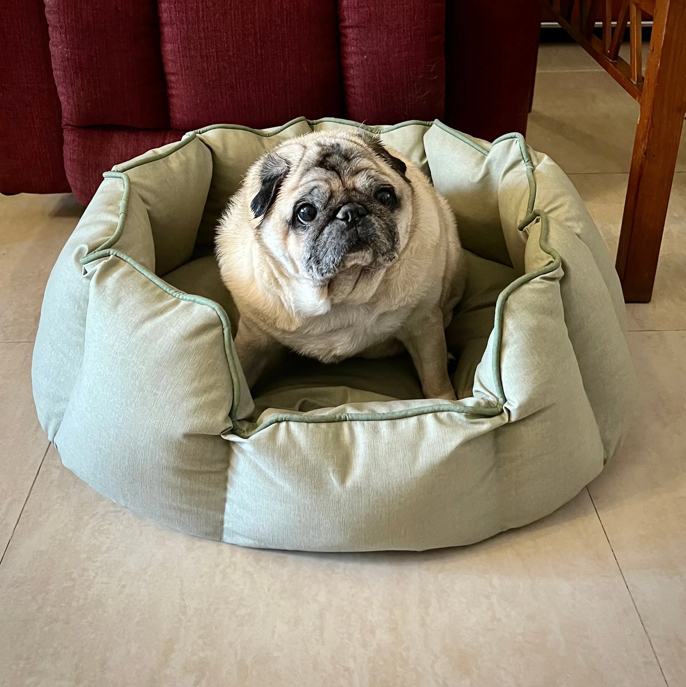 Acrylic Coated Dog Bed - Medium - Seneca Rock